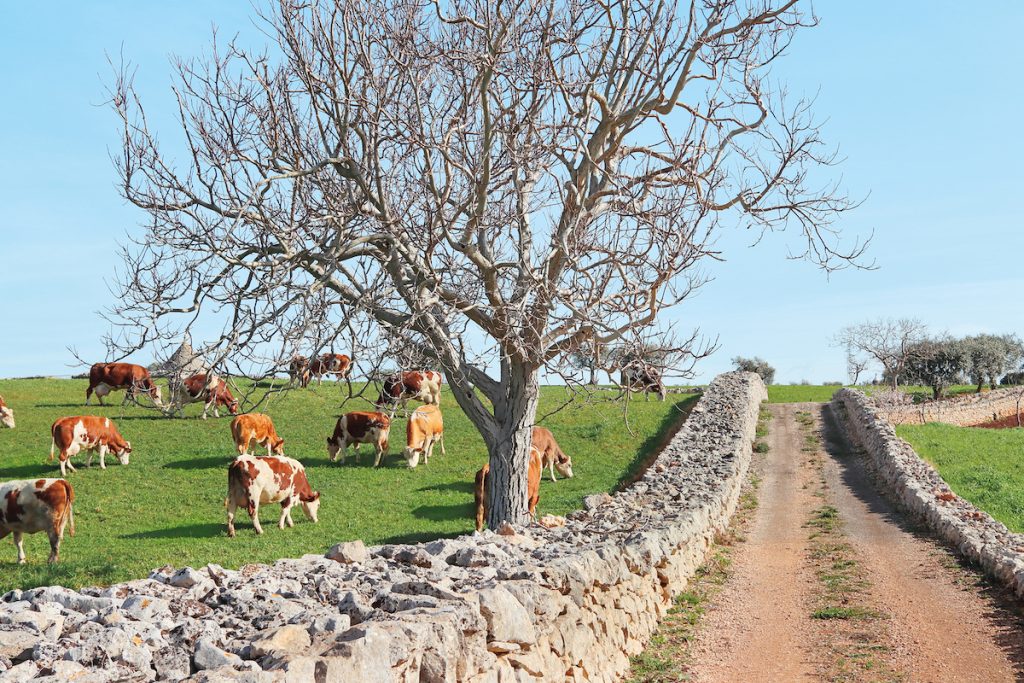 Dry,Tree,In,The,Countryside,Of,The,Bari,Murgia,,Puglia,